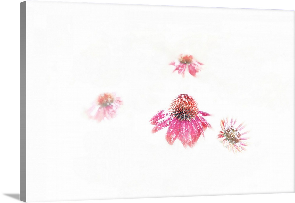 Snow-dusted Echinacea blossoms emerge from a bright white background; Weaverville, North Carolina, United States of America