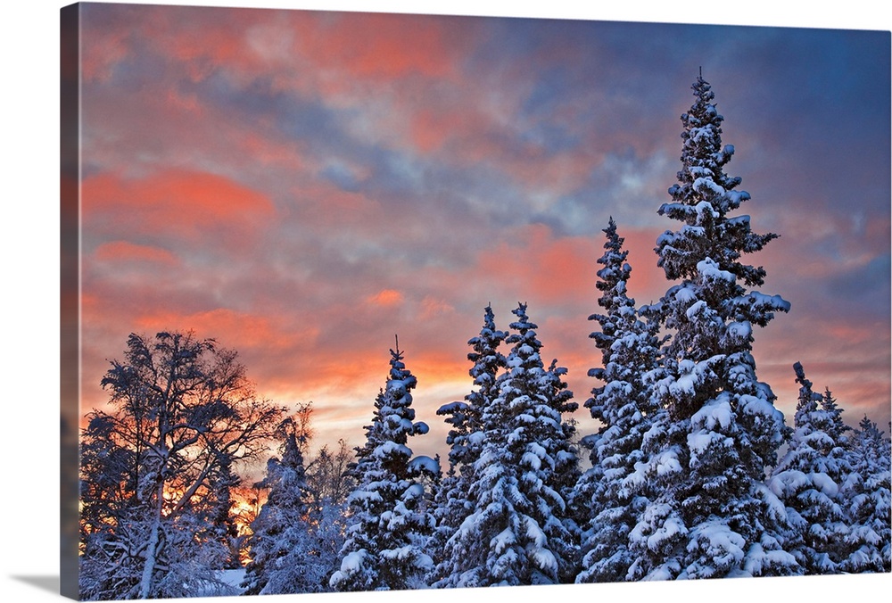 View of snow covered spruce trees in a rural area of Anchorage at sunset, South-central Alaska, Winter.