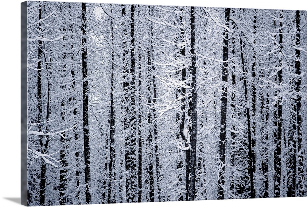 Snowcovered Cottonwood Trees Girdwood Southcentral Alaska Winter Wall ...