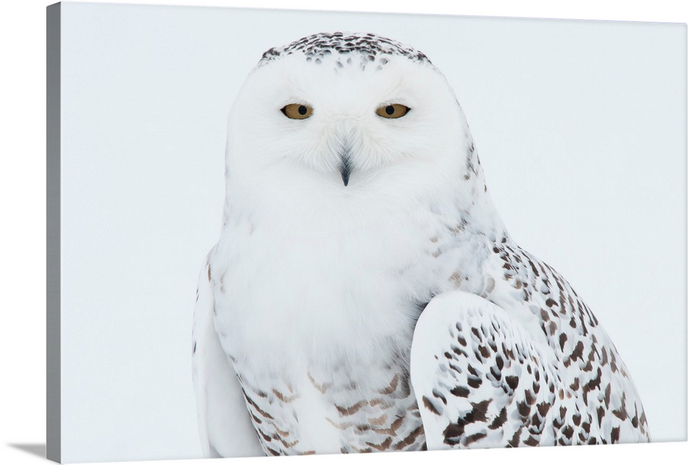 Snowy Owl (Nyctea scandiaca), Ghost of the North, Saint-Barthelemy, Quebec, Canada....