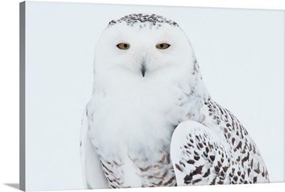 Snowy Owl standing on snow, Saint-Barthelemy, Quebec, Canada, Winter