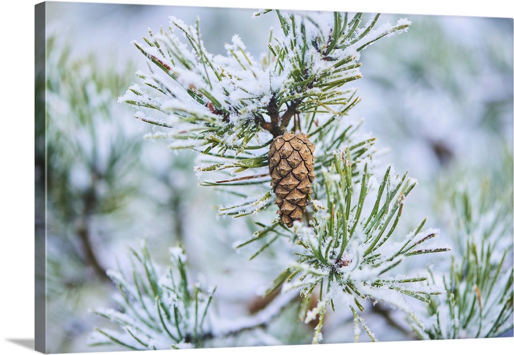 Snowy Scots pine (Pinus sylvestris) cone hanging on a branch at Mount Vapec, Kleine Fatra, Carpathian Mountains, Horna Por...