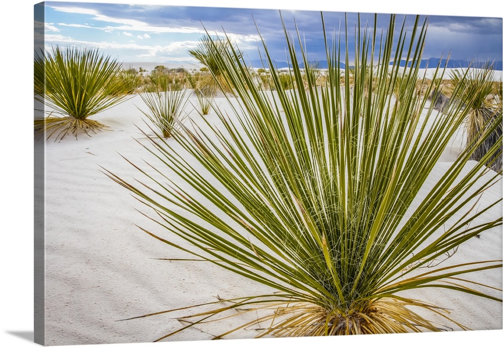 Soaptree Yucca (Yucca elata), White Sands National Monument; Alamogordo, New Mexico, United States of America