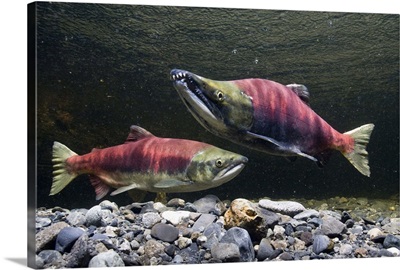 Sockeye Salmon On Spawning Grounds In Power Creek, Southcentral Alaska