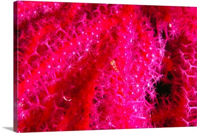 Solomon Islands, Bright Pink Soft Coral With Goby Atop