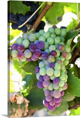 South Africa, Scenes At Constantia Vineyard, Cape Town, Grapes In Shape Of Africa