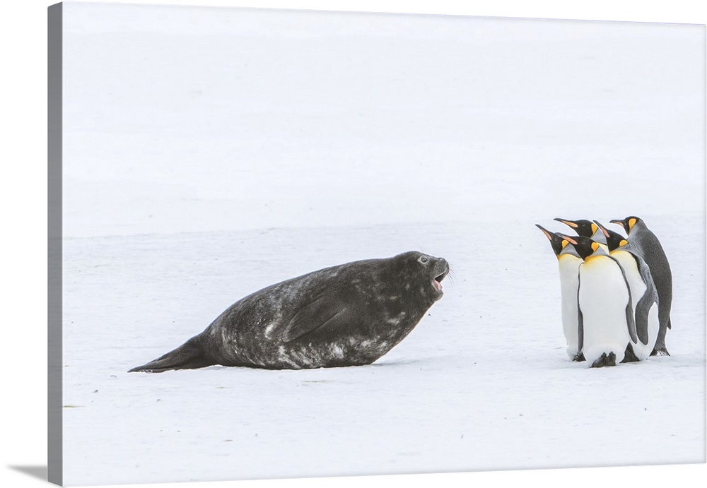 Southern elephant seal pup (Mirounga leonina) barking at small group of king penguins (Aptenodytes patagonicus) on the sno...