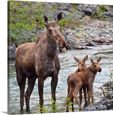 Sow Moose And Calves At Waterton National Park; Alberta, Canada