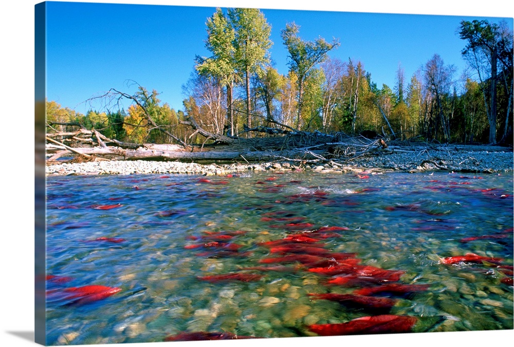 Spawning Sockeye Salmon, Adams River, British Columbia, Canada