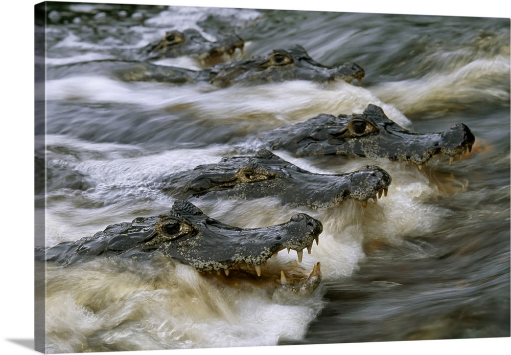 Speckled caimans (caiman crocodilus) swimming in rushing river water. Pantanal, Brazil.