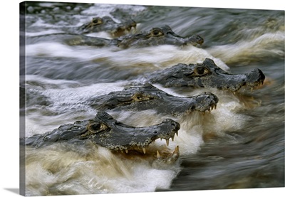 Speckled Caimans (Caiman Crocodilus) Swimming In Rushing River Water, Pantanal, Brazil