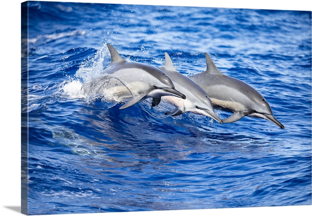 Three spinner dolphins (Stenella longirostris) leap out of the Pacific Ocean off the island of Lanai; Lanai, Hawaii, Unite...