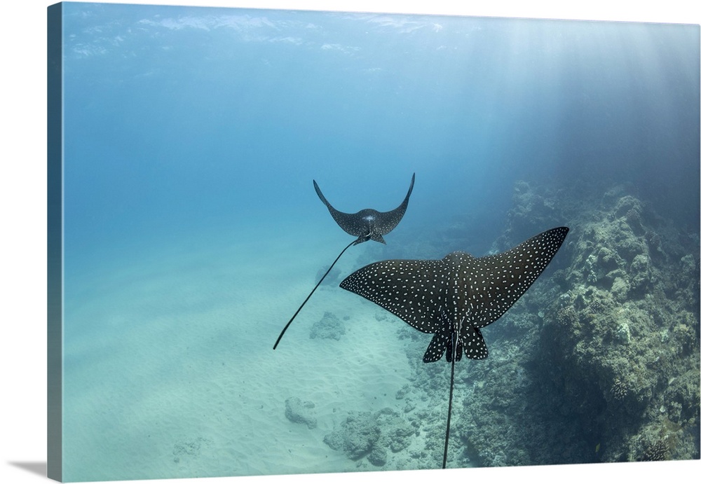 Spotted eagle rays (aetobatis narinari) reach over six feet in wingspan and are related to sharks, Hawaii, united states o...