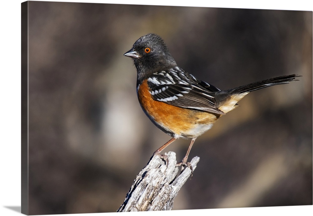 Spotted Towhee (Pipilo maculatus) perched on a stump in the foothills of the Chiricahua Mountains near Portal; Arizona, Un...