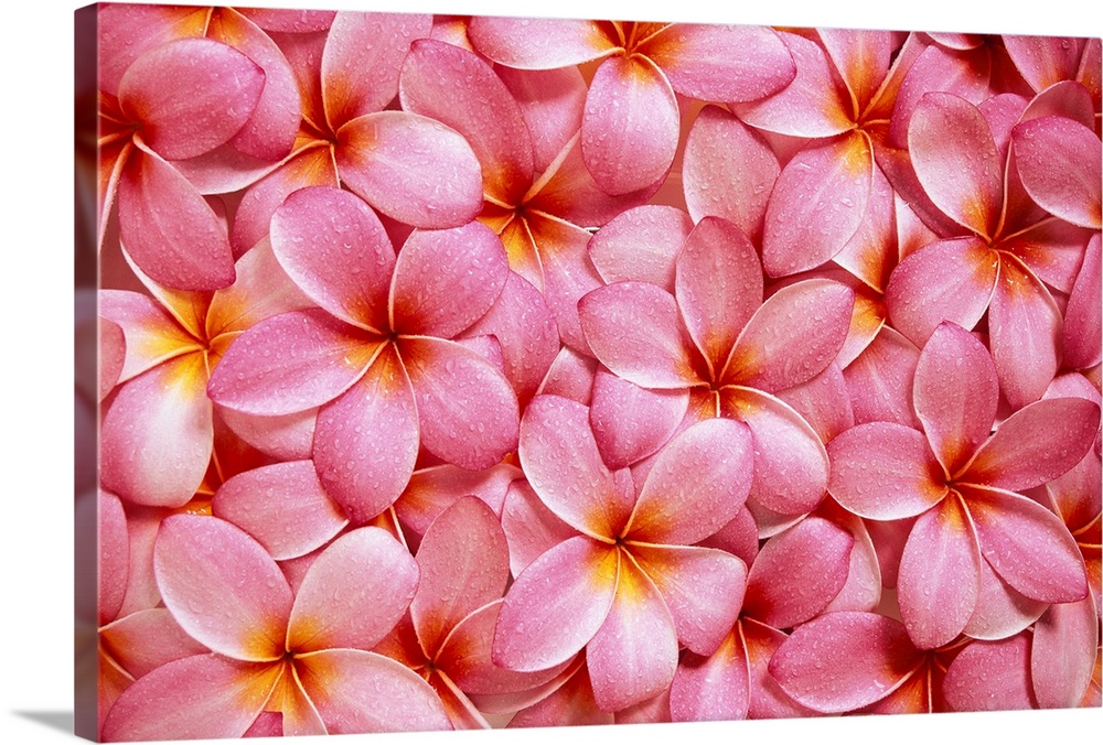 Spread Of Pink Plumeria Flowers Overlapping, Water Droplets