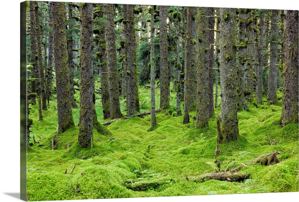 Spruce trees and Moss, coastal forest, Kodiak Island, Alaska USA.