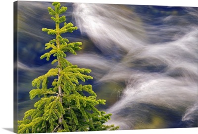 Spruce Tree And Creek, Highwood Pass, Kananaskis Country, Alberta, Canada