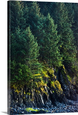 Spruce Tree forest, Chiniak Bay, Kodiak Island, Southwest Alaska, Fall