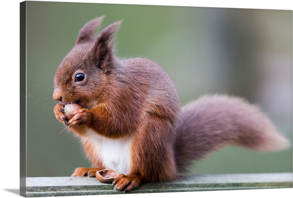Squirrel eating an acorn. Cumbria, England.