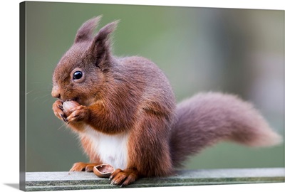 Squirrel eating an acorn, Cumbria, England