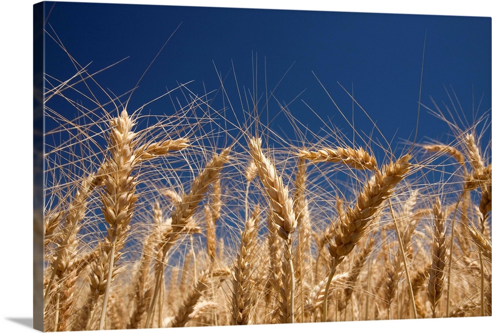 Stalks Of Wheat, Oregon
