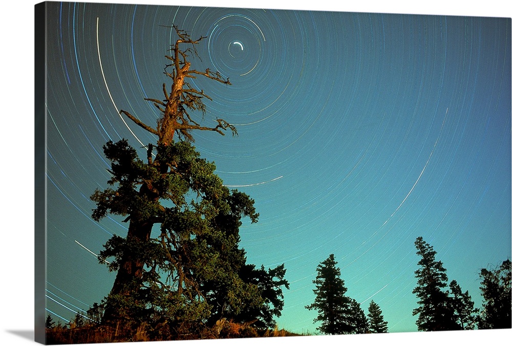 Star Trails, North Star And Old Douglas Fir Tree, British Columbia, Canada