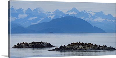 Steller Sea Lions Gathered On Islets, Glacier Bay National Park And Preserve, Alaska