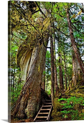 Steps lead up moss draped twisting tree along Lunch Falls Loop Trail, Ketchikan, Alaska