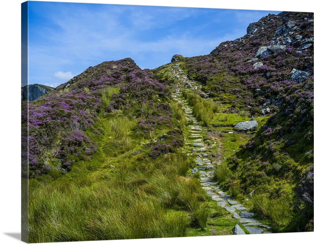 Stone trail and wildflowers leading to Bunglass Point, Slieve League, West coast of Ireland; Cappagh, County Donegal, Ireland