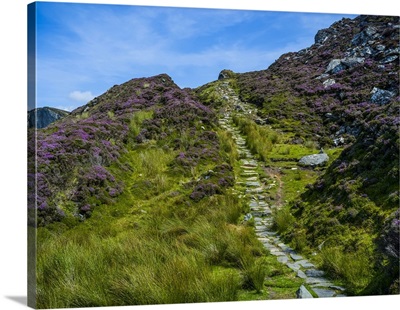 Stone Trail And Wildflowers Leading To Bunglass Point, Slieve League, Ireland