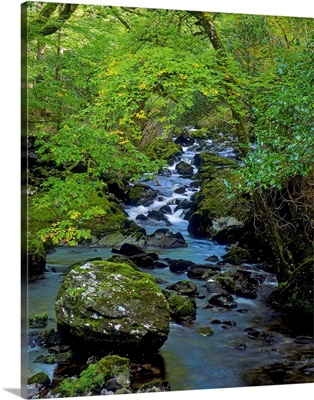 Stream Flowing Through A Forest, Glengarriff, County Cork, Republic Of Ireland