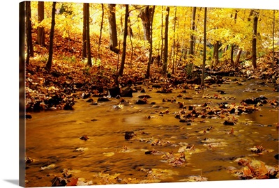 Stream In Autumn, New England, USA