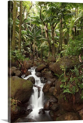 Stream Running Through The Rainforest Near Hilo, Big Island, Hawaii