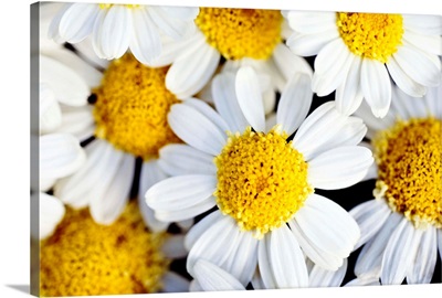 Summer Daisies (Anthemis Punctata), Cluster Of White Blossoms