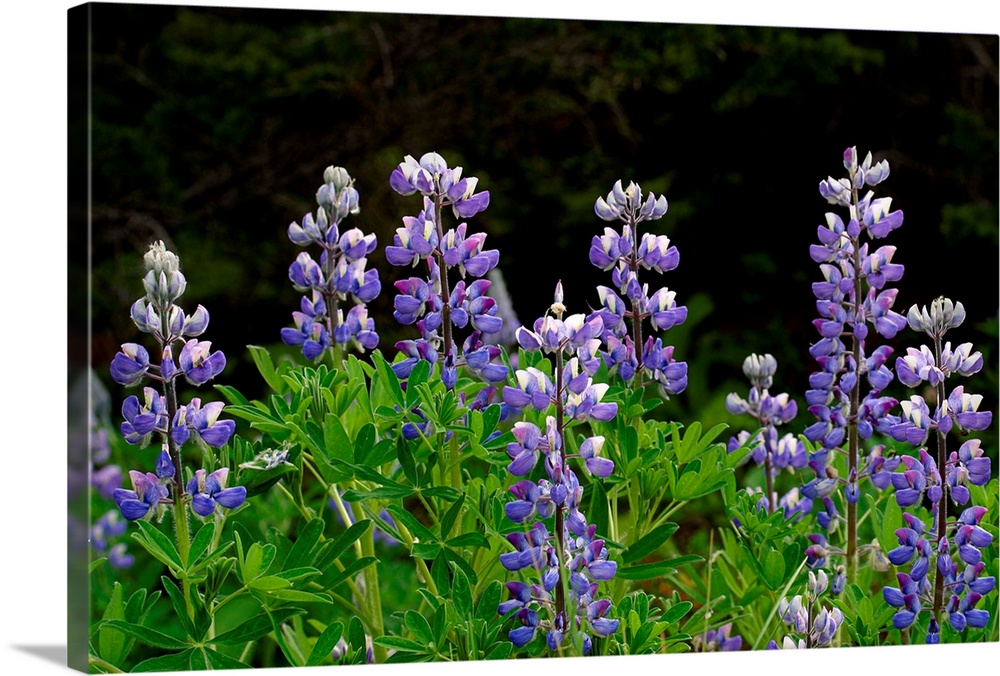 Close up of Lupine Wildflowers in Bloom SC AK Summer