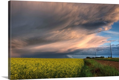 Summer Storm Blowing Over Ripe Canola Fields, Central Alberta, Canada