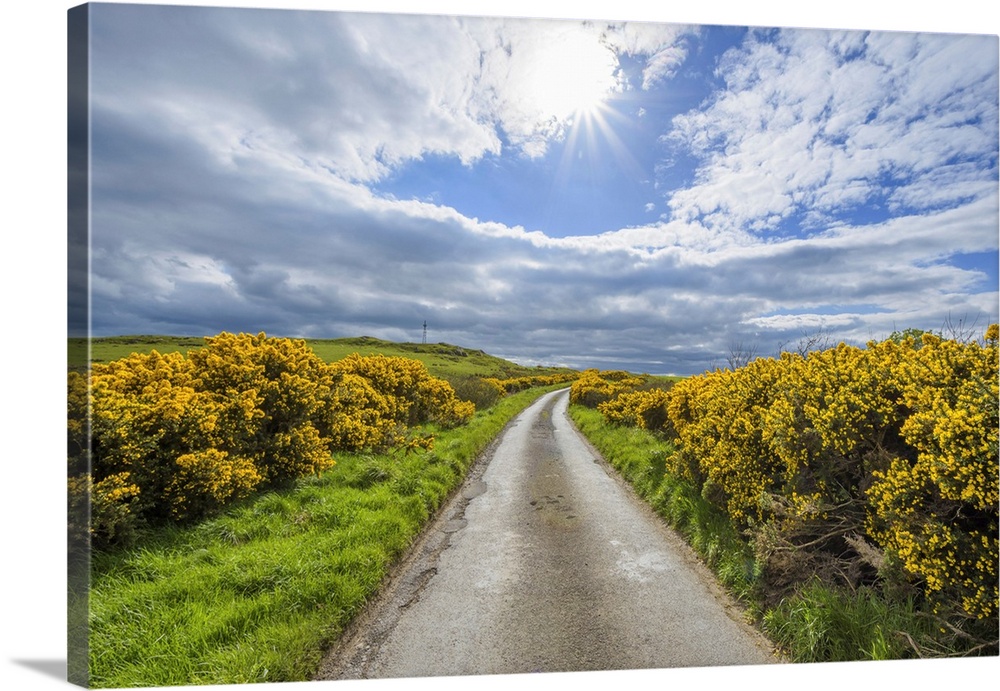 Sun over fields and road through countryside in springtime lined with common gorse in Scotland, United Kingdom