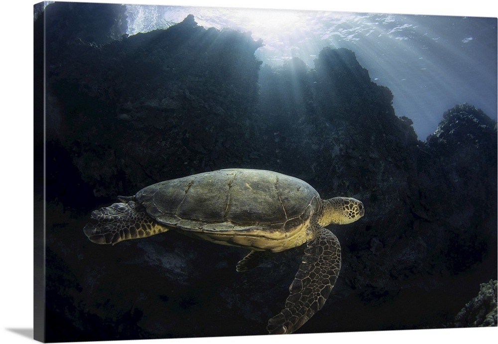 Sun rays shine over a lava ridge onto a green sea turtle, Chelonia mydas, an endangered species, Maui, Hawaii.