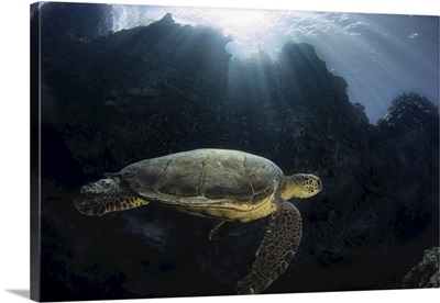 Sun Rays Shine Over A Lava Ridge Onto A Green Sea Turtle, Maui, Hawaii