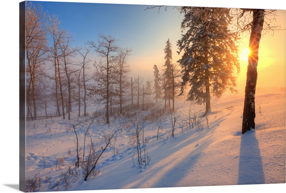 Sun Rising Behind Trees On Snowy Cattle Pasture In Winter, Central Alberta, Canada