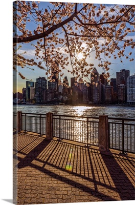 Sun Setting Behind Cherry Blossoms, New York