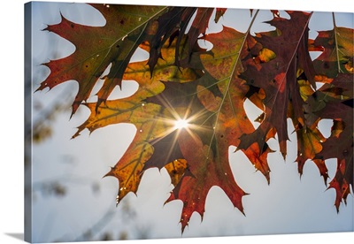 Sun Shining Through Autumn-Colored Oak Leaves, Central Park; New York City, New York