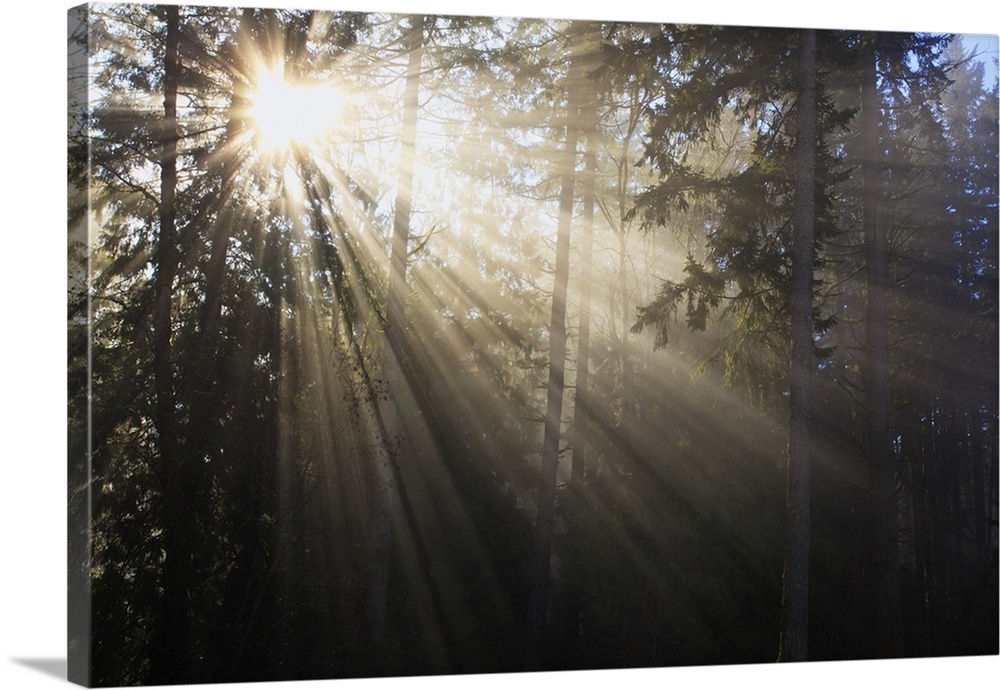 Sun Shining Through Morning Fog And Trees; Happy Valley, Oregon, USA