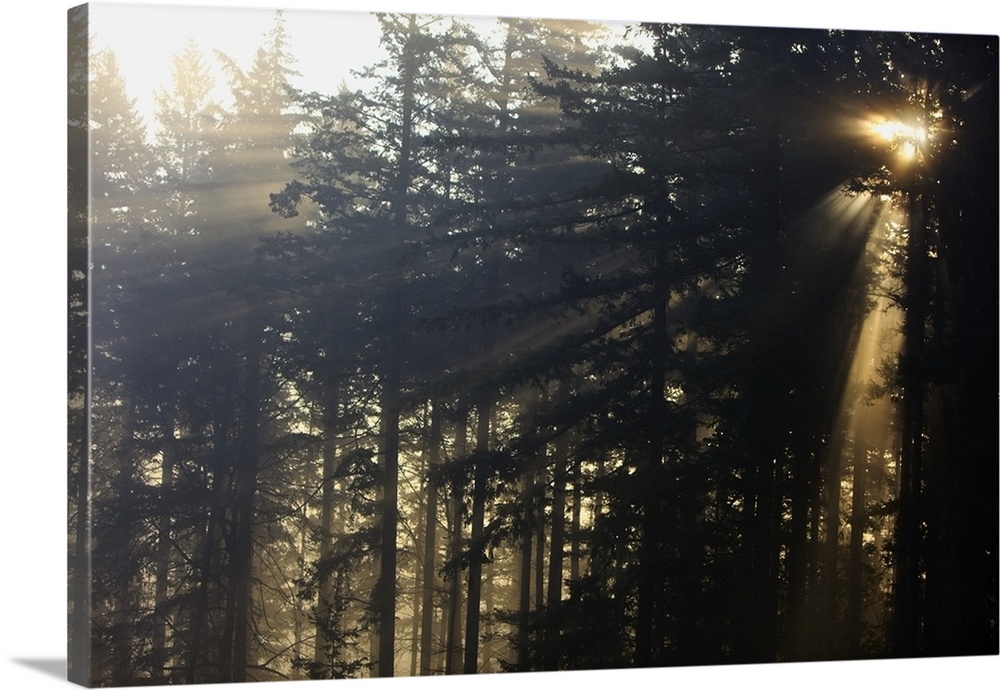 Sun Shining Through The Trees And Fog, Oregon Cascades, Oregon