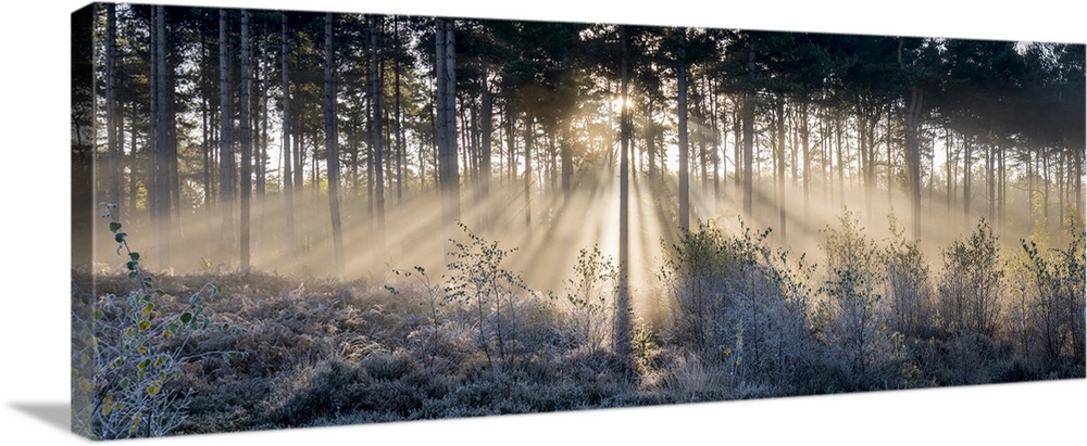 Sunbeams shine through trees to a frosty ground; Surrey, England.