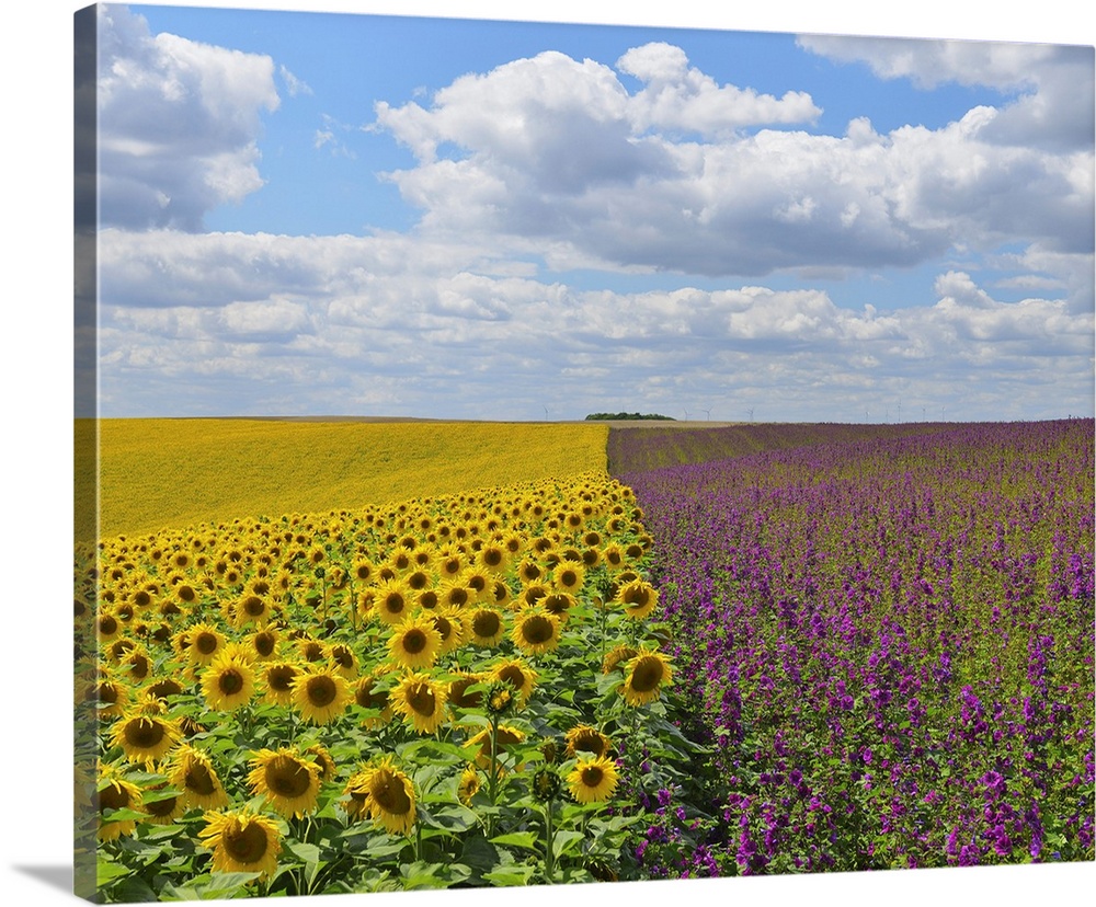 Sunflower and Mallow Field, Arnstein, Main-Spessart, Franconia, Bavaria, Germany