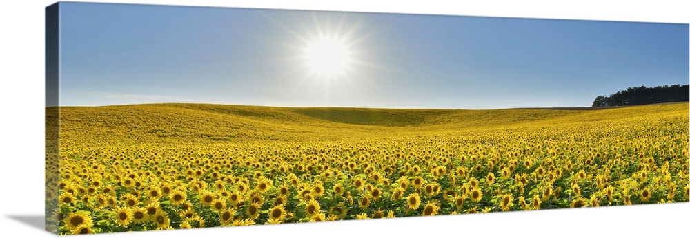 Sunflower Field, Arnstein, Main-Spessart, Franconia, Bavaria, Germany