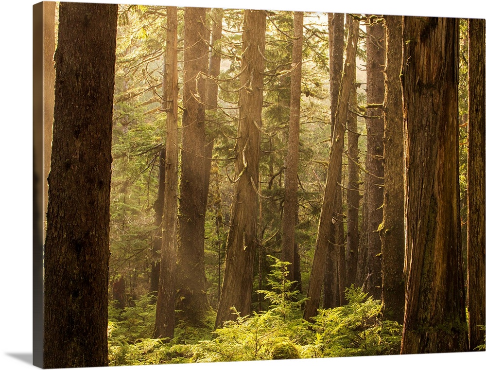 Sunlight streams through the rainforest of Naikoon Provincial Park which is on Haida Gwaii. British Columbia, Canada.