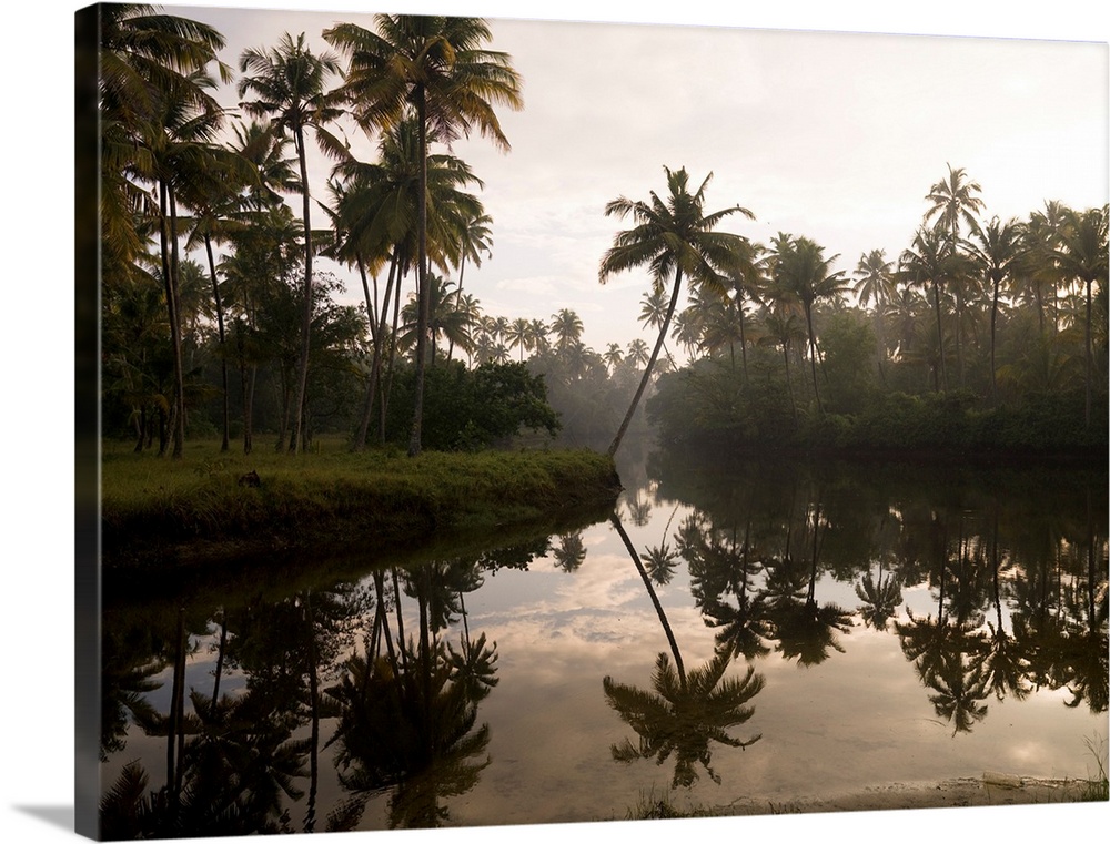 Sunrise And Palm Trees, Kerala, India