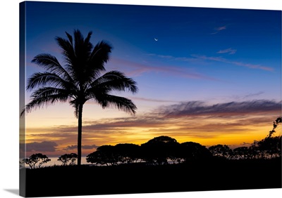 Sunrise And Silhouetted Palm Tree Along The Pacific Ocean, Kauai, Hawaii